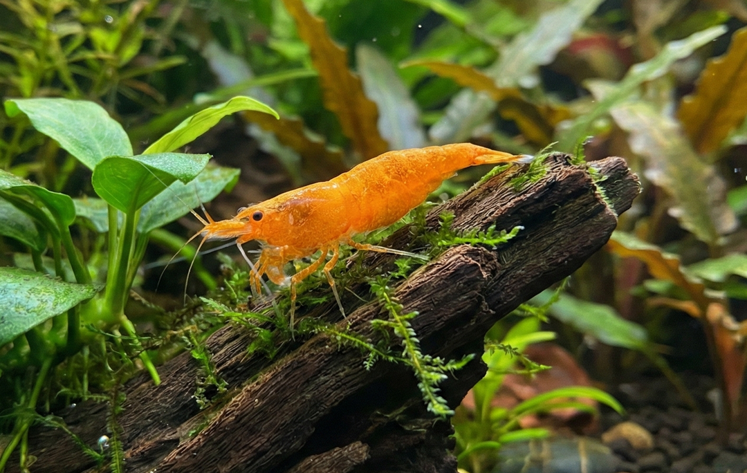 Sunkist Neocaridina Shrimp