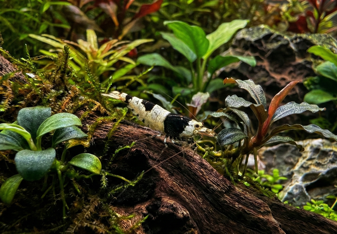 Black Crystal Caridina Shrimp