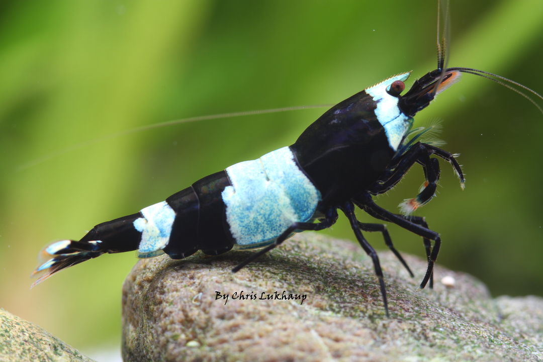 Blue Shadow Panda Caridina Shrimp