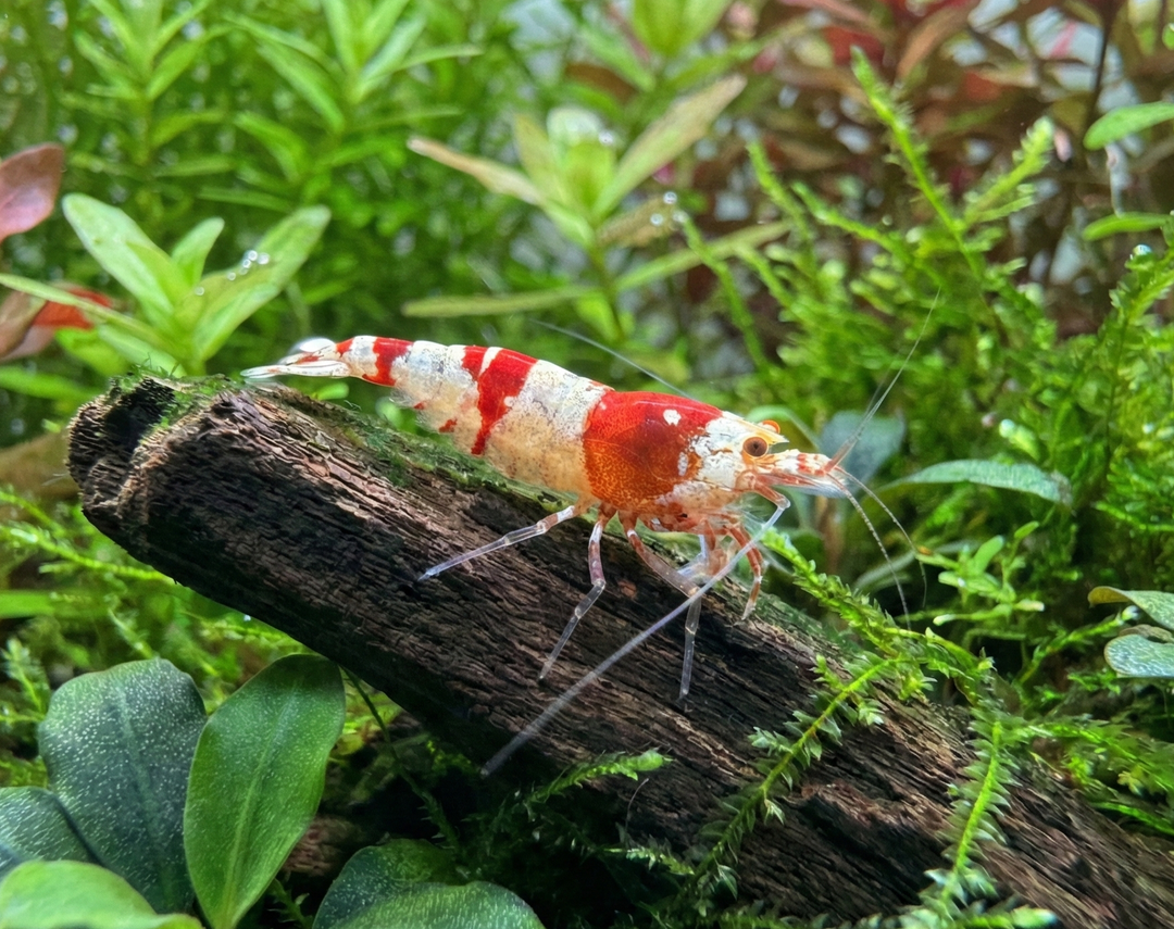 Red Crystal Cardina Shrimp
