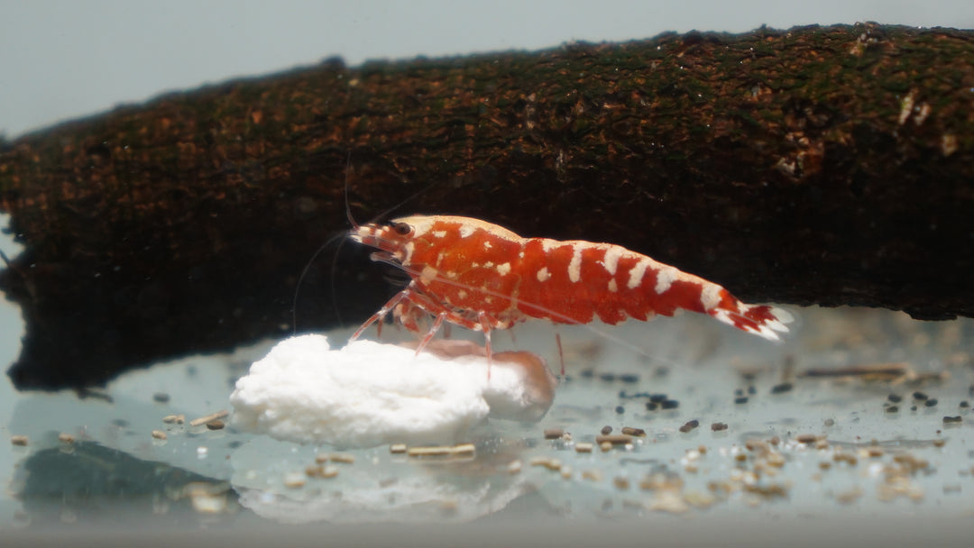 Red Galaxy Fishbone Caridina Shrimp