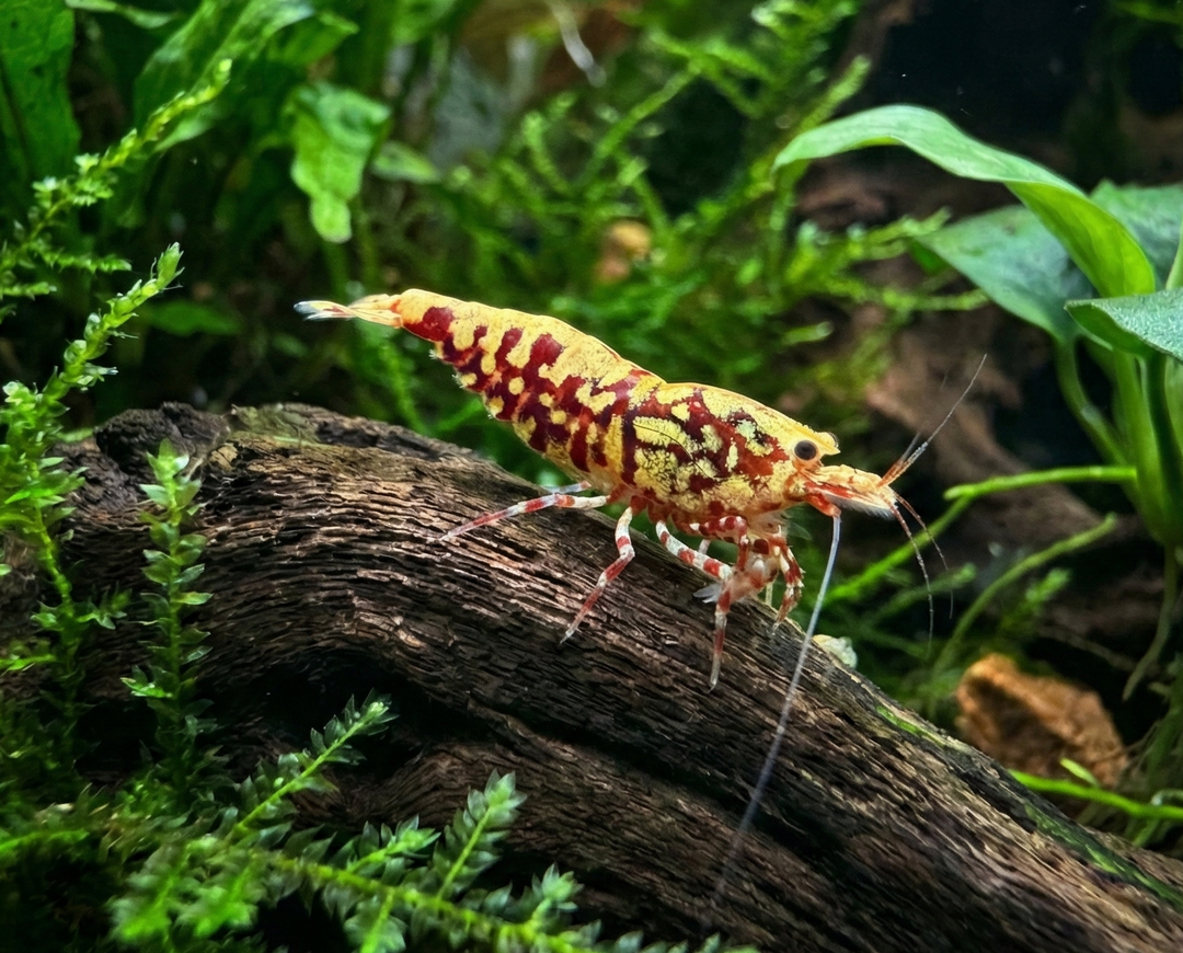 Red Galaxy Fishbone Caridina Shrimp