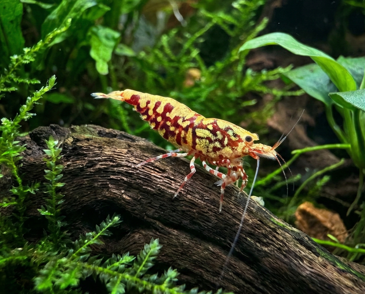 Red Galaxy Fishbone Caridina Shrimp