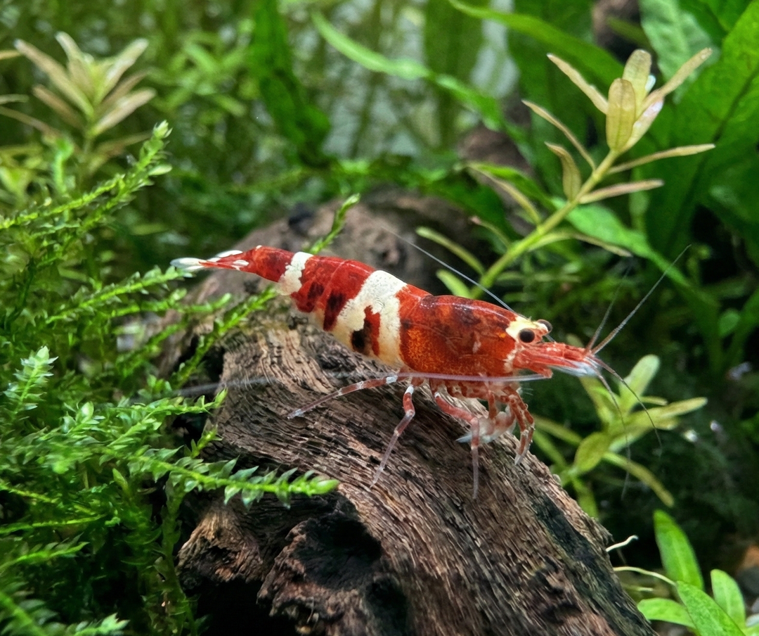 Red Wine Caridina Shrimp