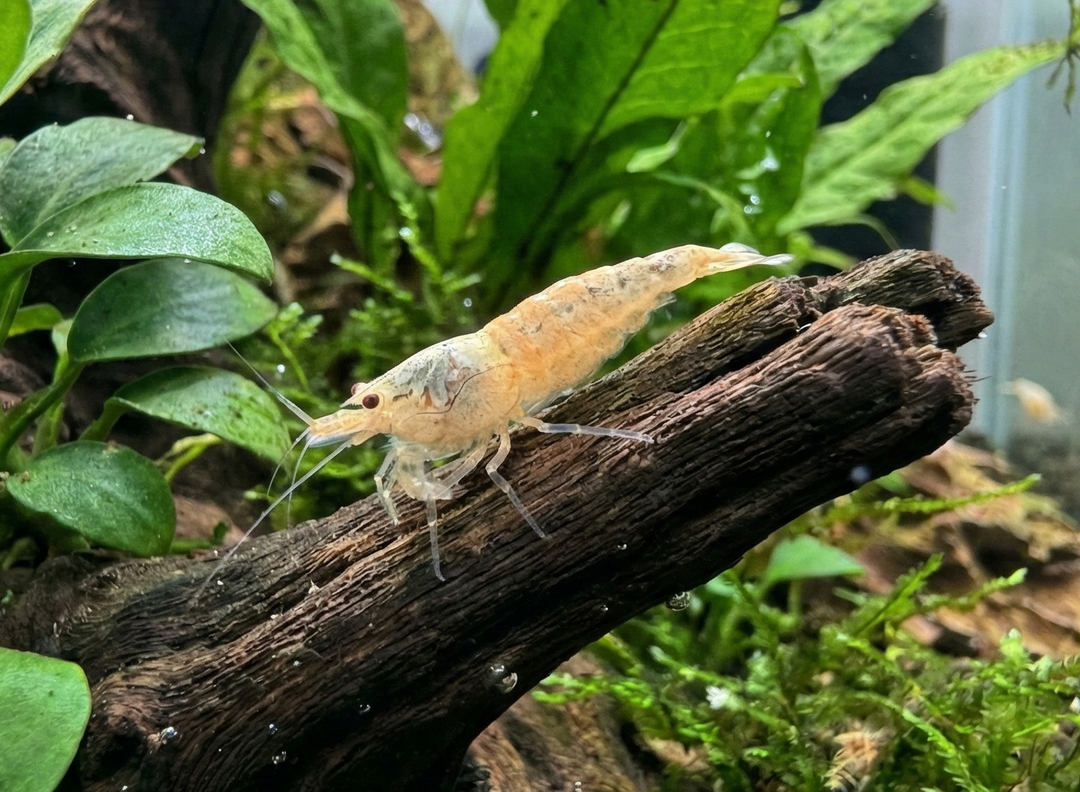 Snow White Cardina Shrimp