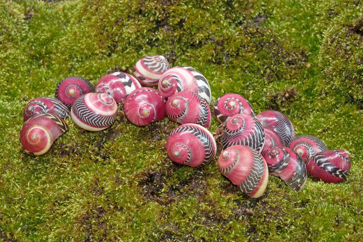Red Racer Nerite Snail