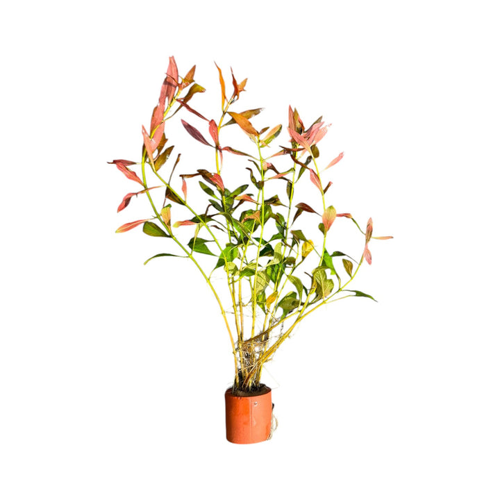 Ludwigia Repens