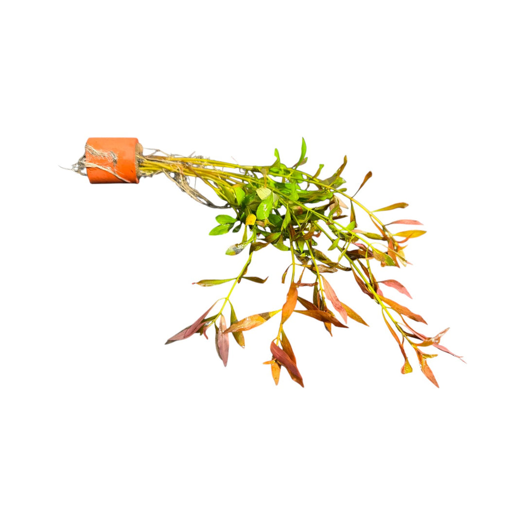 Ludwigia Repens