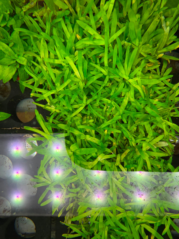Stargrass
