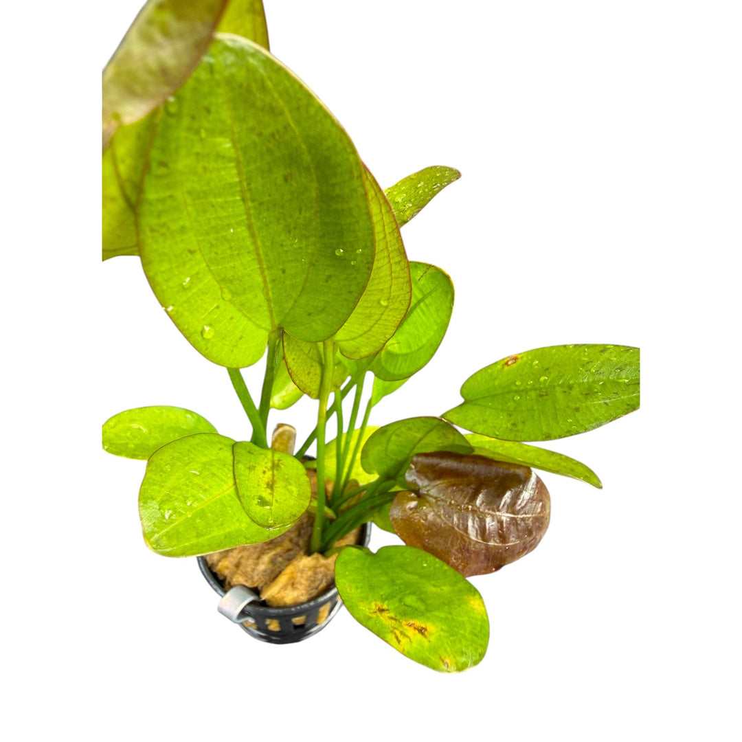 Echinodorus ozelot