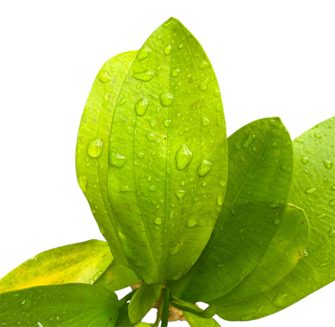 Healthy Echinodorus Jaguar aquatic plant from Cuboid Nature Aquarium, showcasing lush green leaves and vibrant foliage.