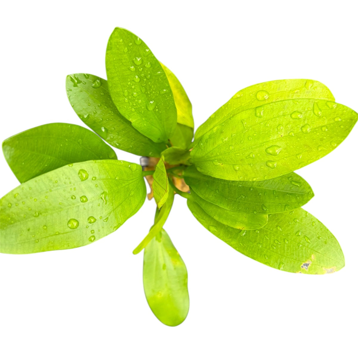 Healthy Echinodorus Jaguar aquatic plant from Cuboid Nature Aquarium, showcasing broad green leaves for freshwater aquariums.