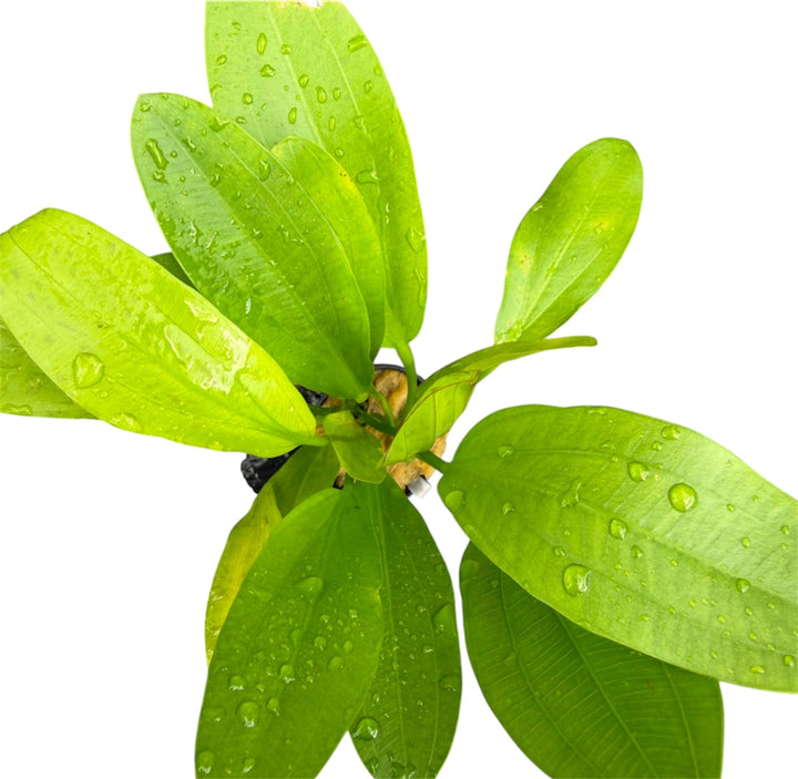 Potted Echinodorus Jaguar aquatic plant from Cuboid Nature Aquarium, with lush green leaves ideal for freshwater aquariums.