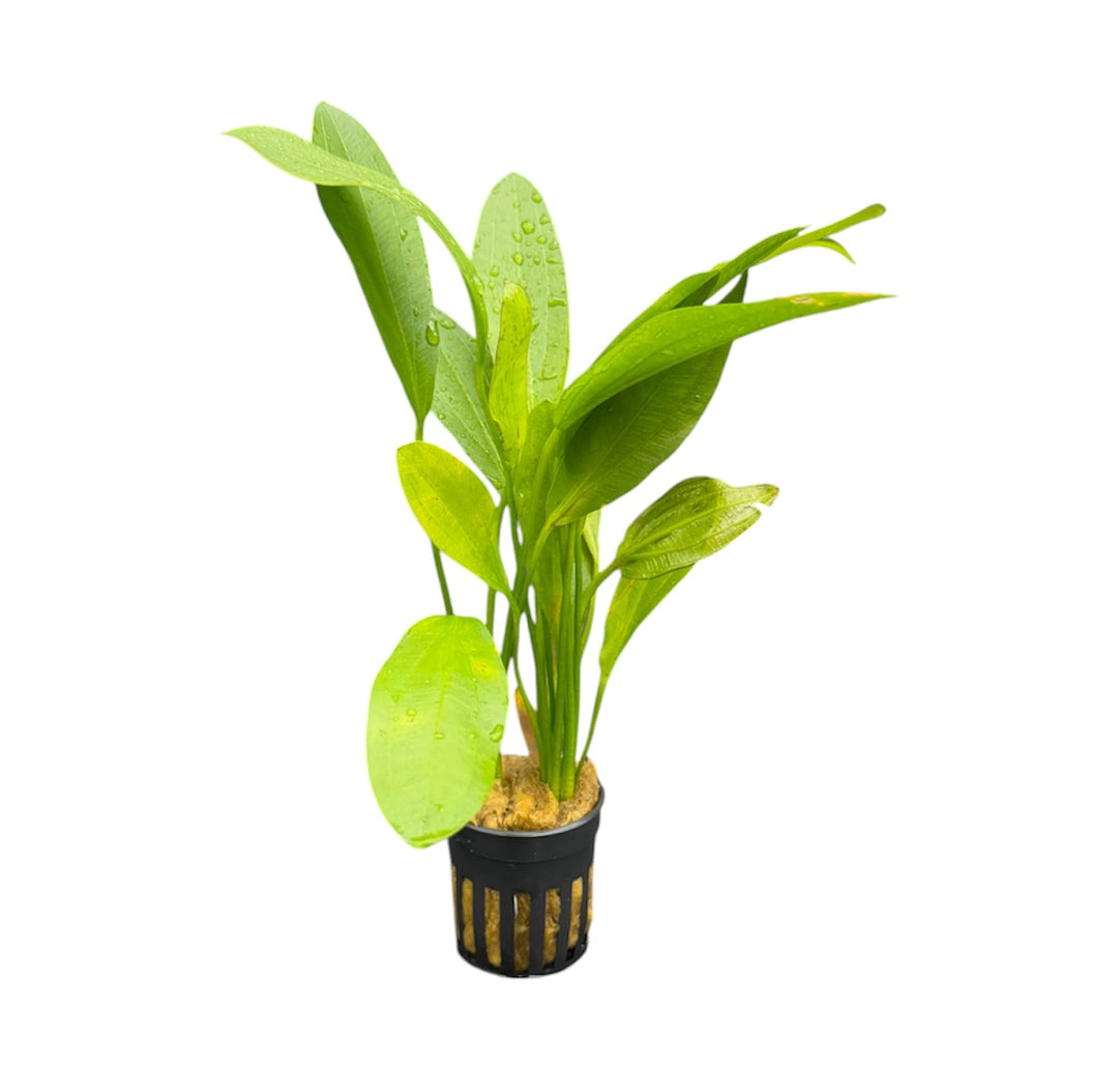 Healthy Echinodorus Jaguar aquatic plant from Cuboid Nature Aquarium showing lush green sword-shaped leaves.