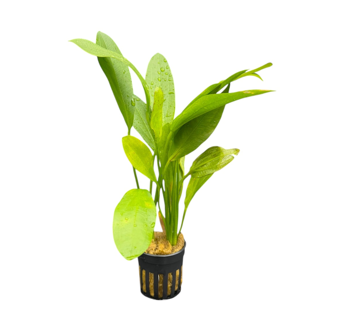 Healthy Echinodorus Jaguar aquatic plant from Cuboid Nature Aquarium showing lush green sword-shaped leaves.