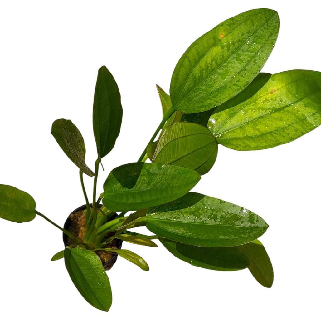 Echinodorus uruguayensis variegated