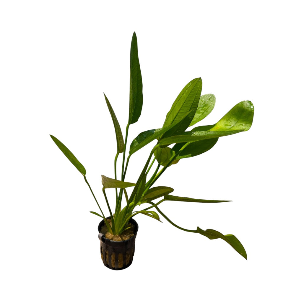Echinodorus uruguayensis variegated