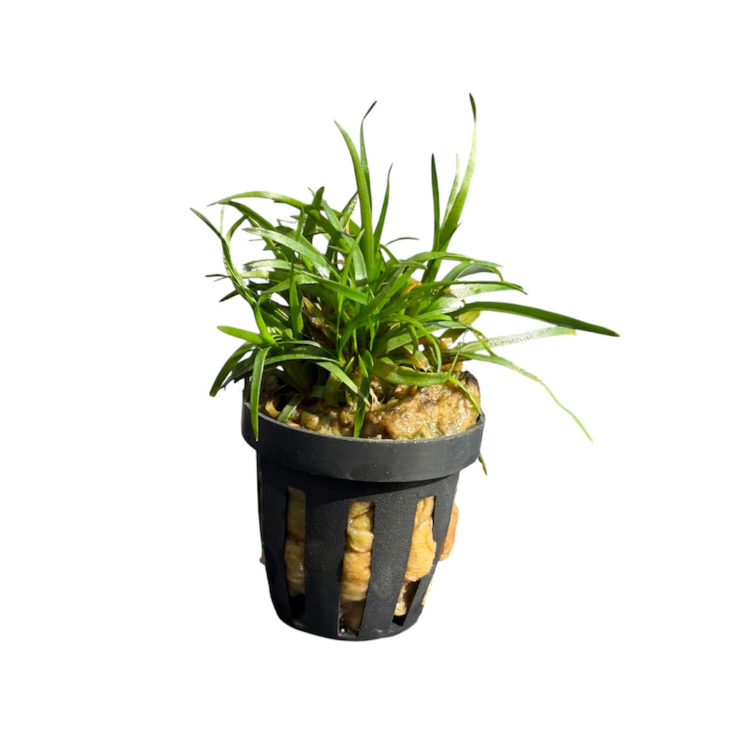 Eriocaulon Setaceum