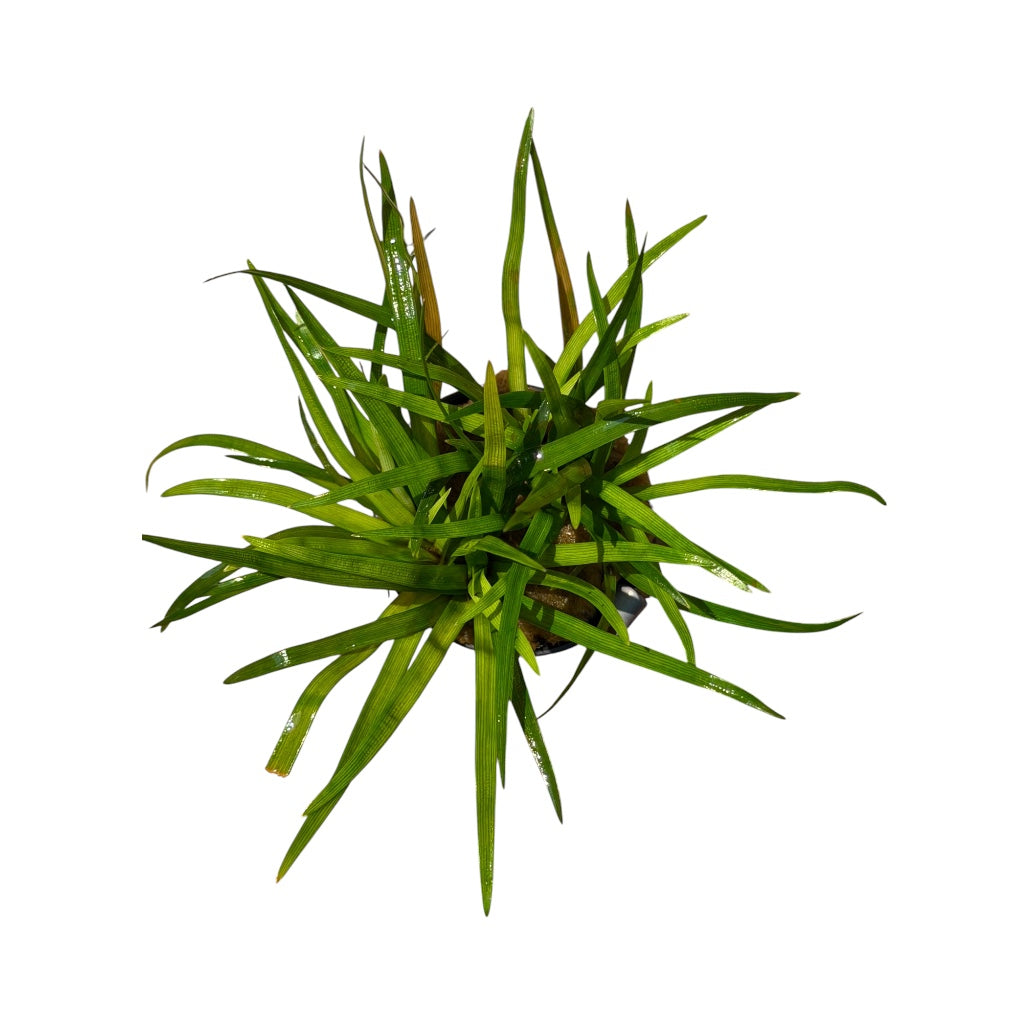 Eriocaulon Vietnam
