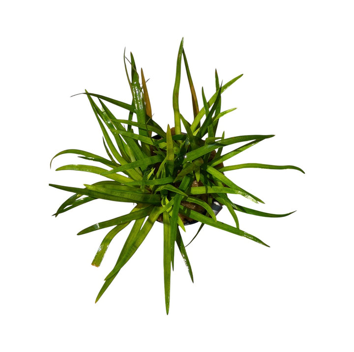 Eriocaulon Vietnam