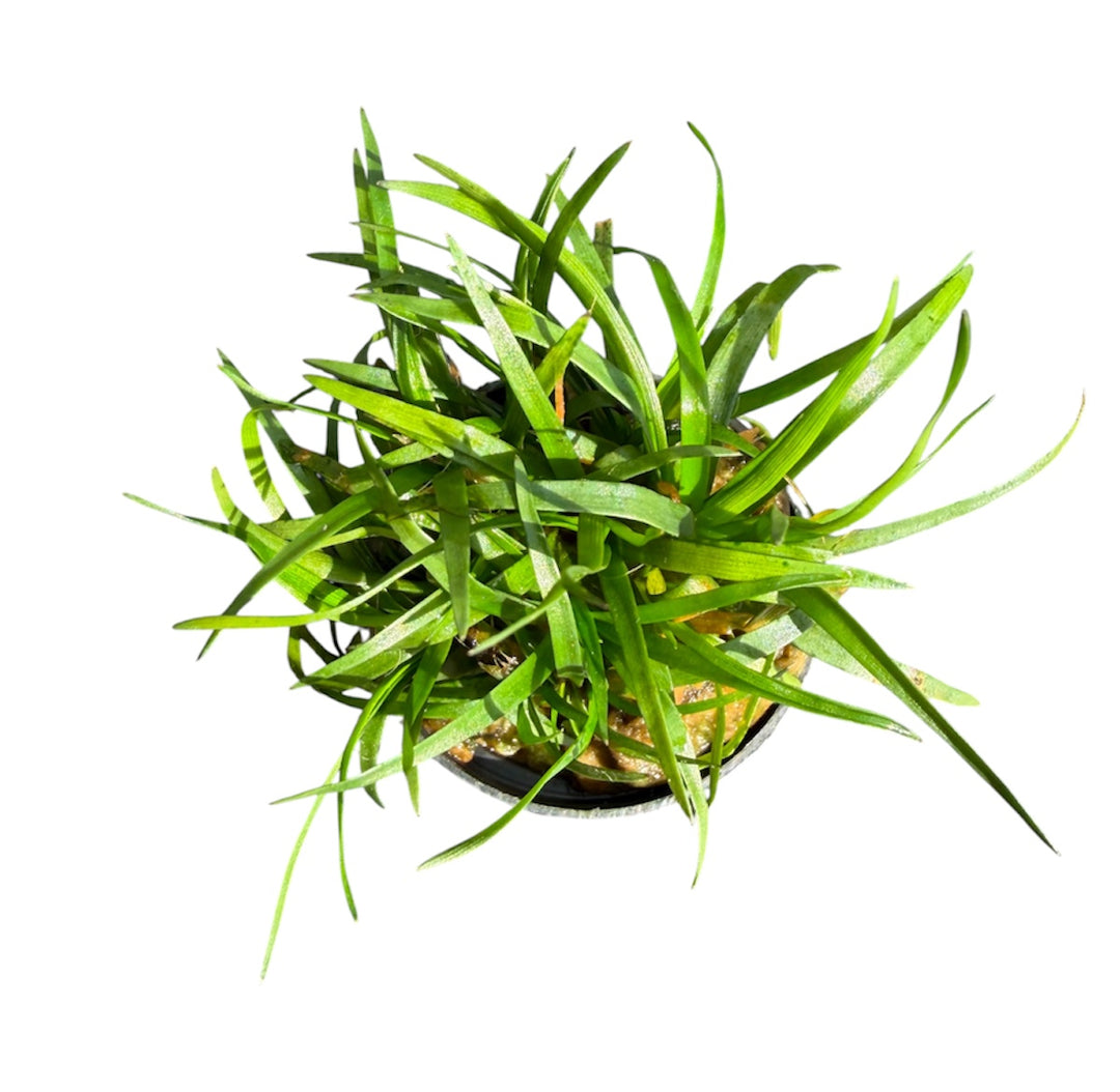 Eriocaulon Setaceum
