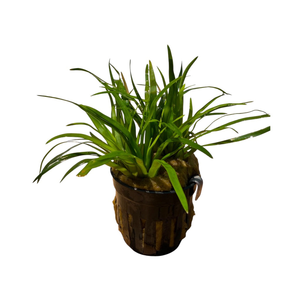 Eriocaulon Vietnam