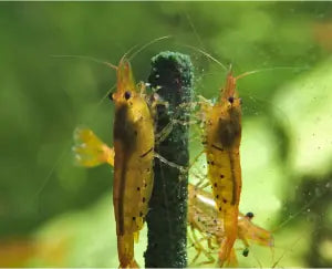 GlasGarten - Shrimp Lollies 4 in 1