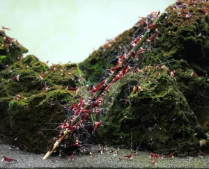 GlasGarten - Shrimp Lollies 4 in 1