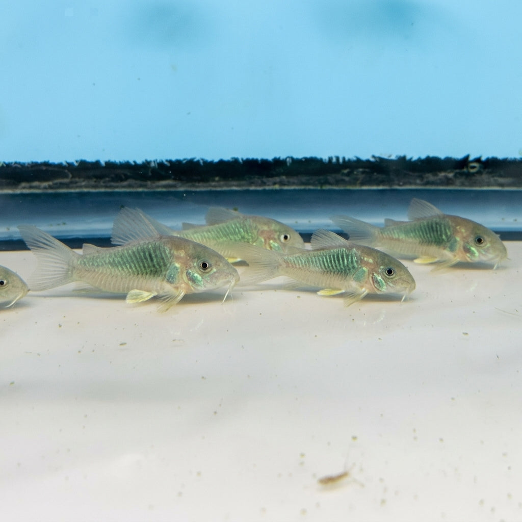 Green Aeneus Corydoras fish swimming in an aquarium, clear view of its vibrant green body and distinctive markings, from Cuboid Nature Aquarium.