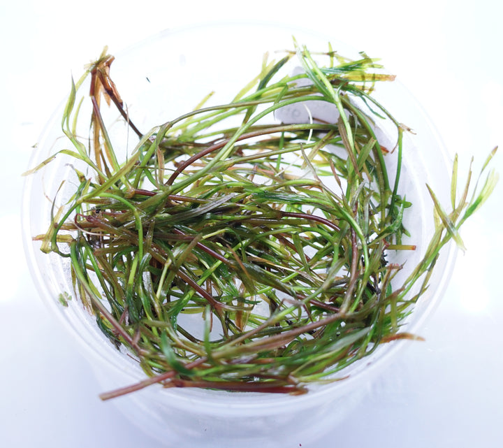 Guppy Grass