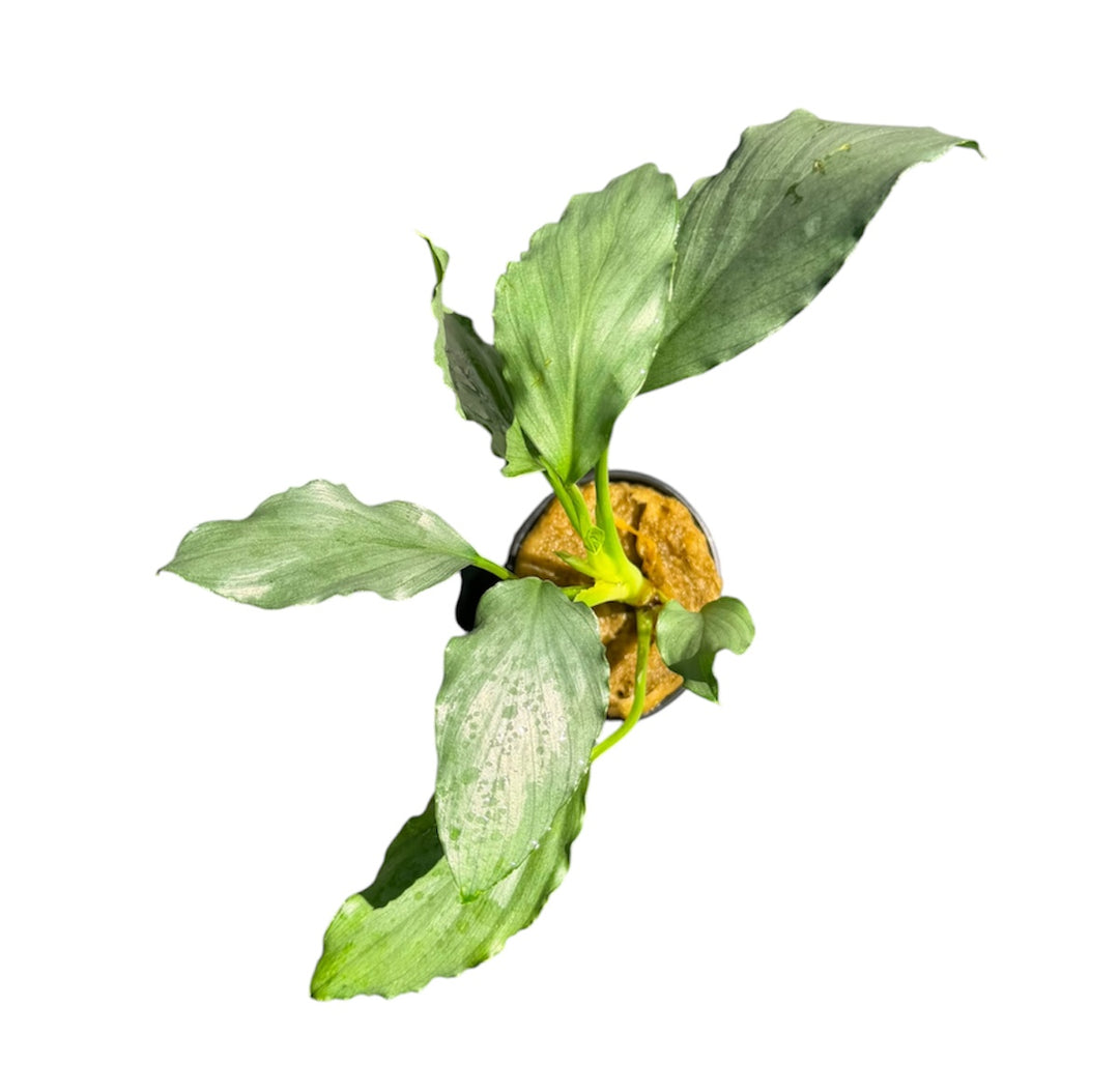 Homalomena silver