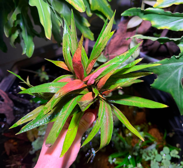 Hygrophila salicifolia rubra