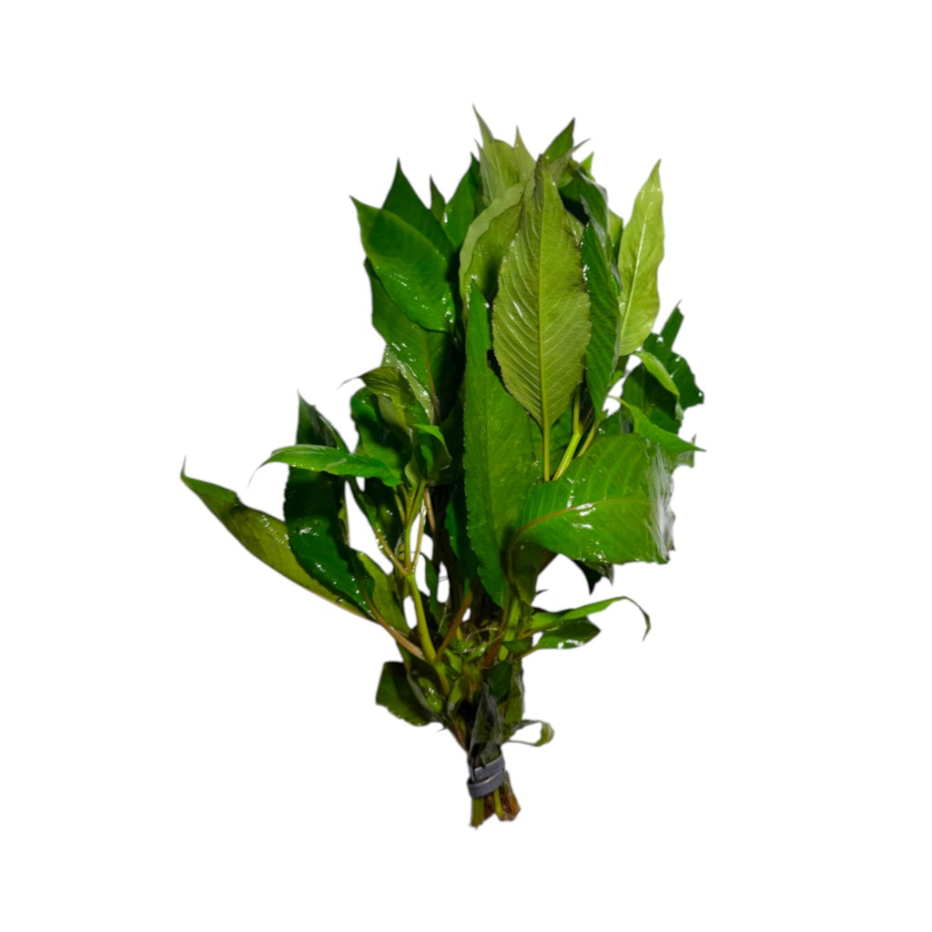 Hygrophila corymbosa 'Cherry Leaf'