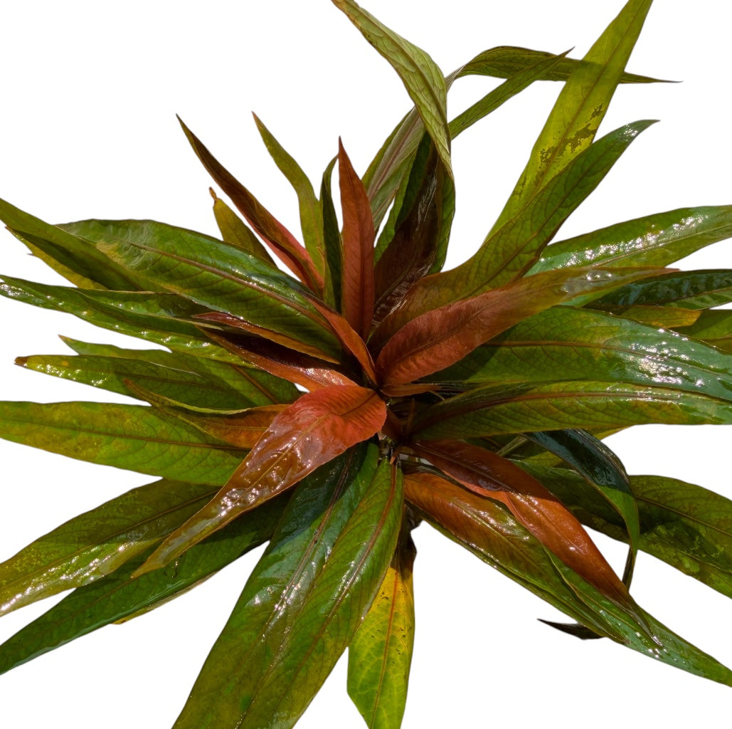 Hygrophila salicifolia rubra