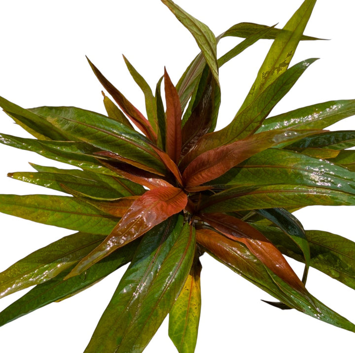 Hygrophila salicifolia rubra