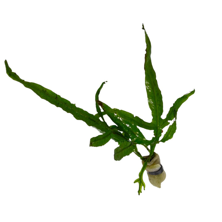 Trident Java Fern