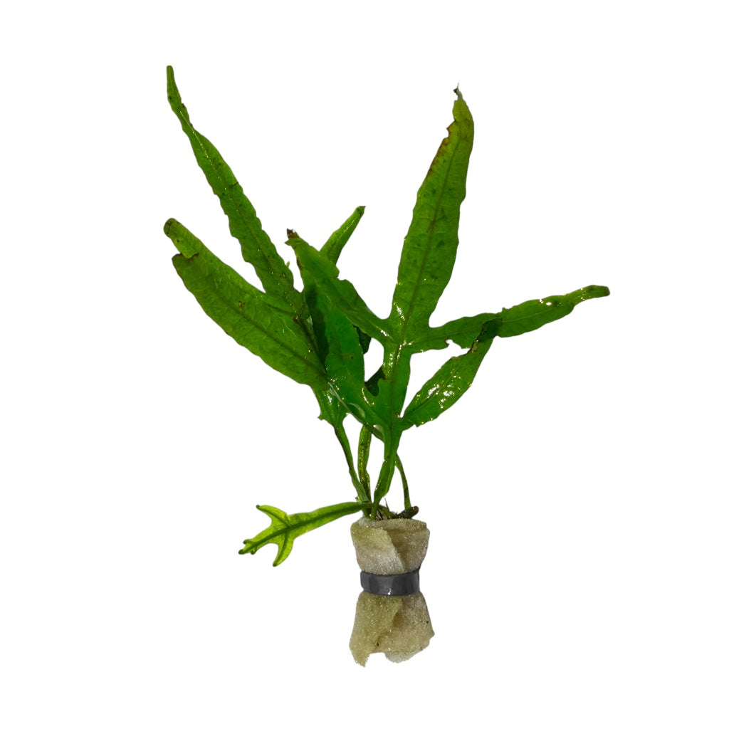 Trident Java Fern