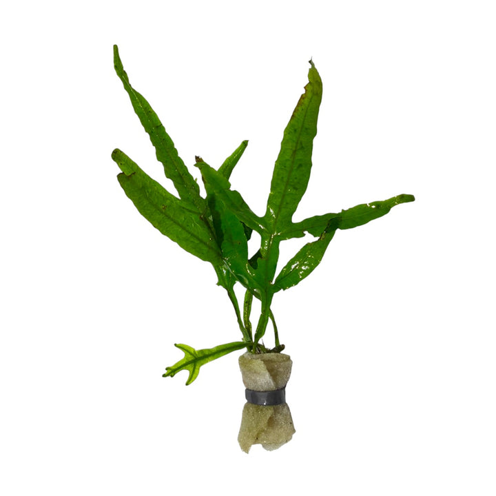 Trident Java Fern