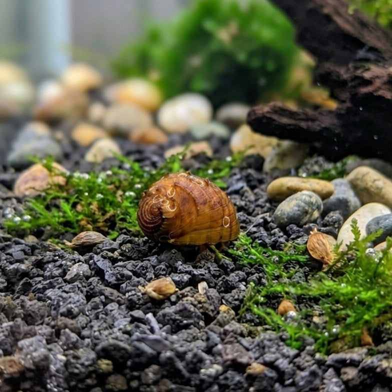 King Koopa Nerite Snail