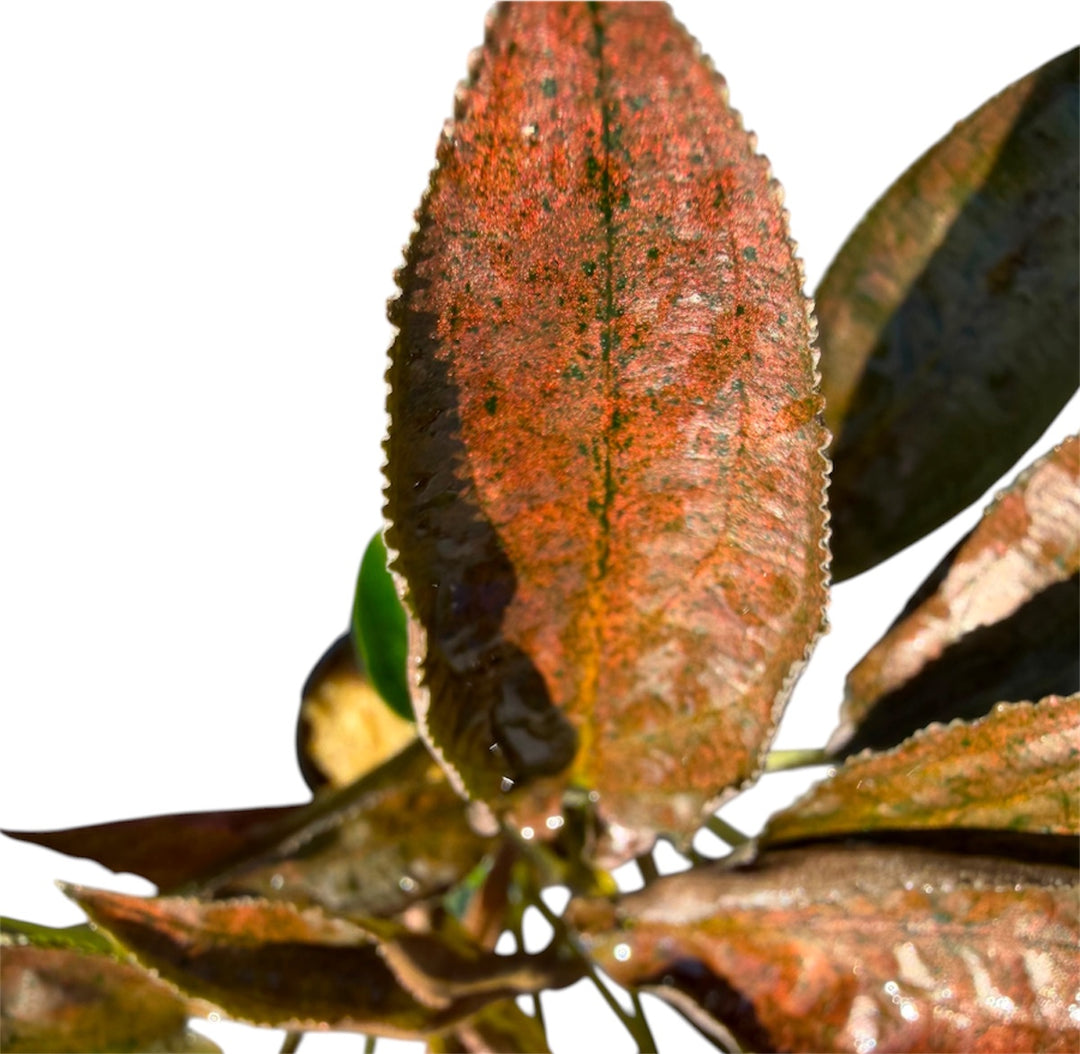 Lagenandra keralensis