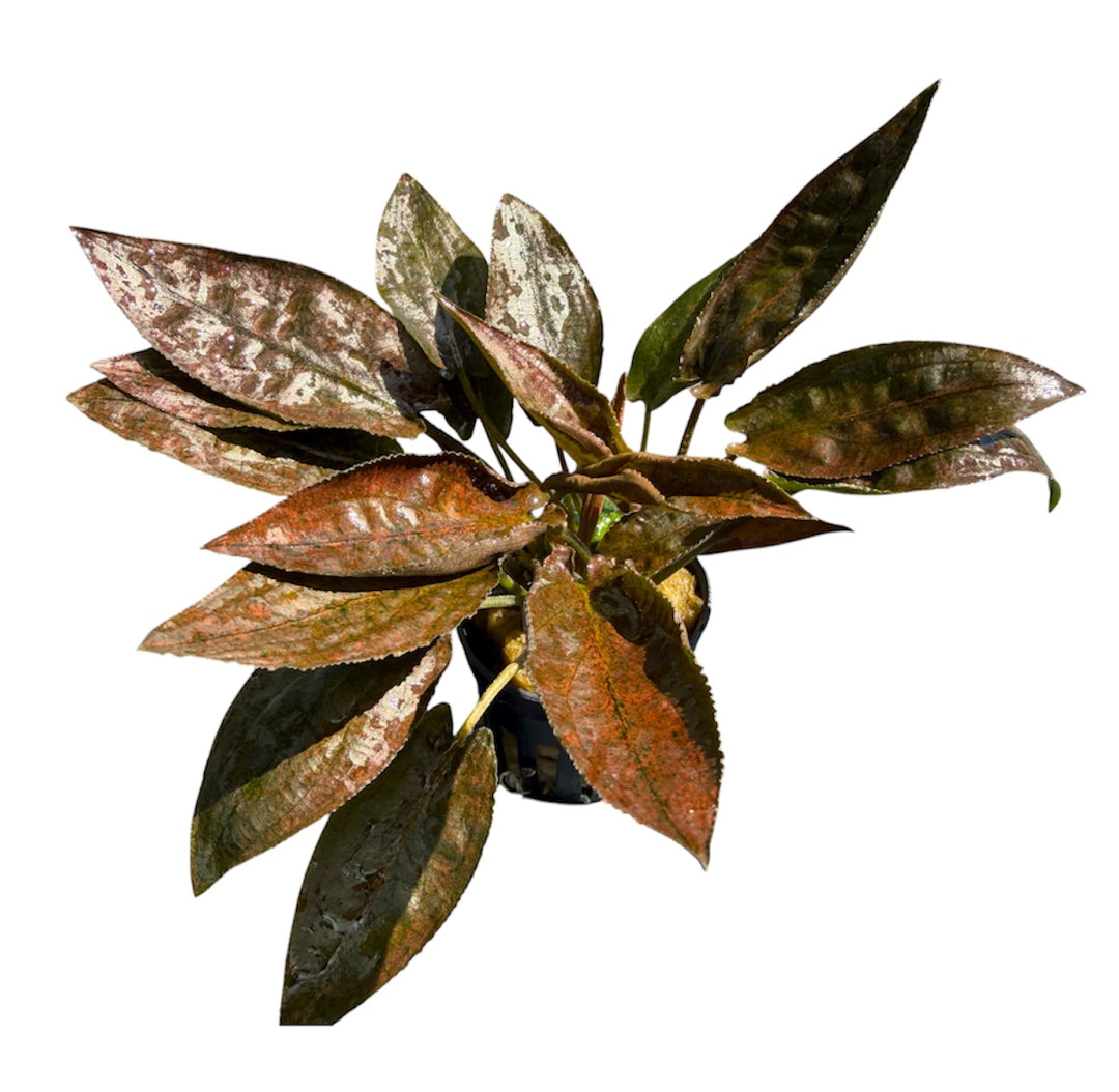 Lagenandra keralensis