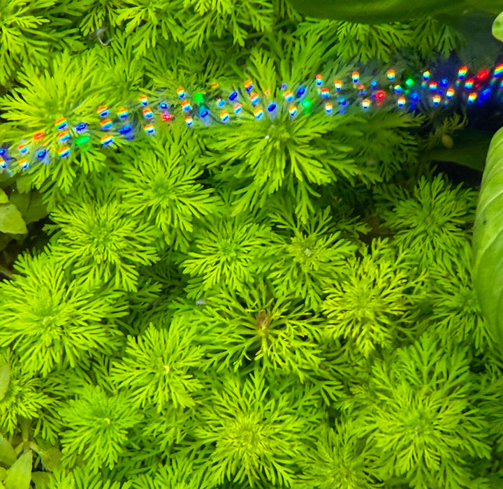 Limnophila heterophylla