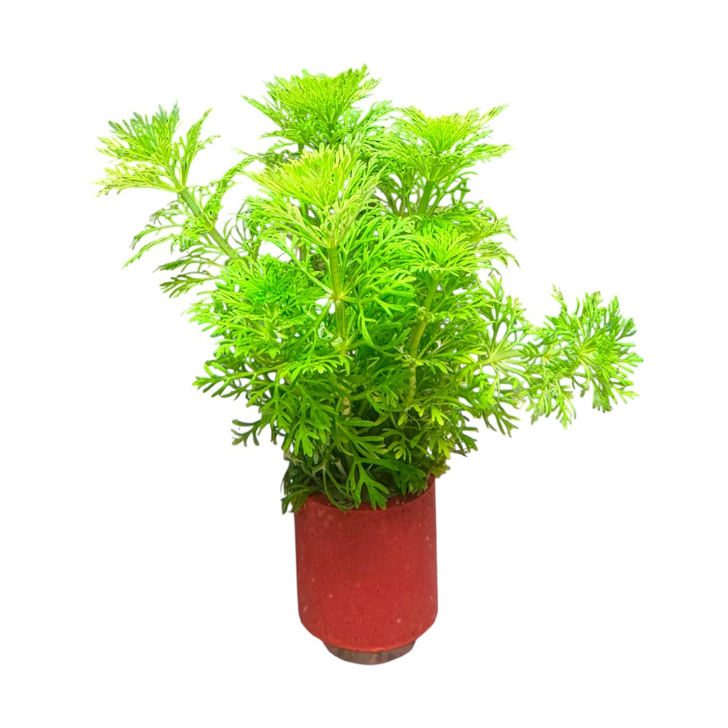 Limnophila heterophylla