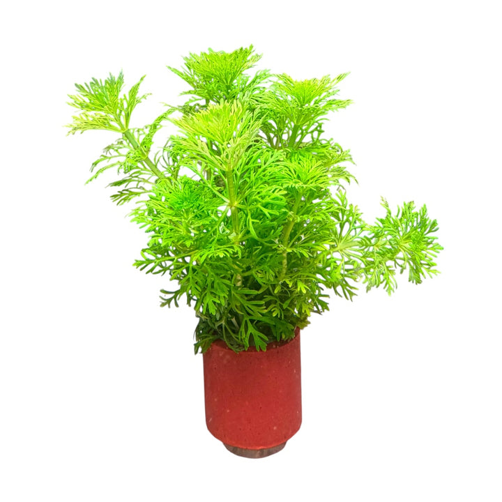 Limnophila heterophylla