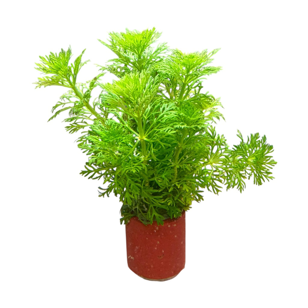 Limnophila heterophylla