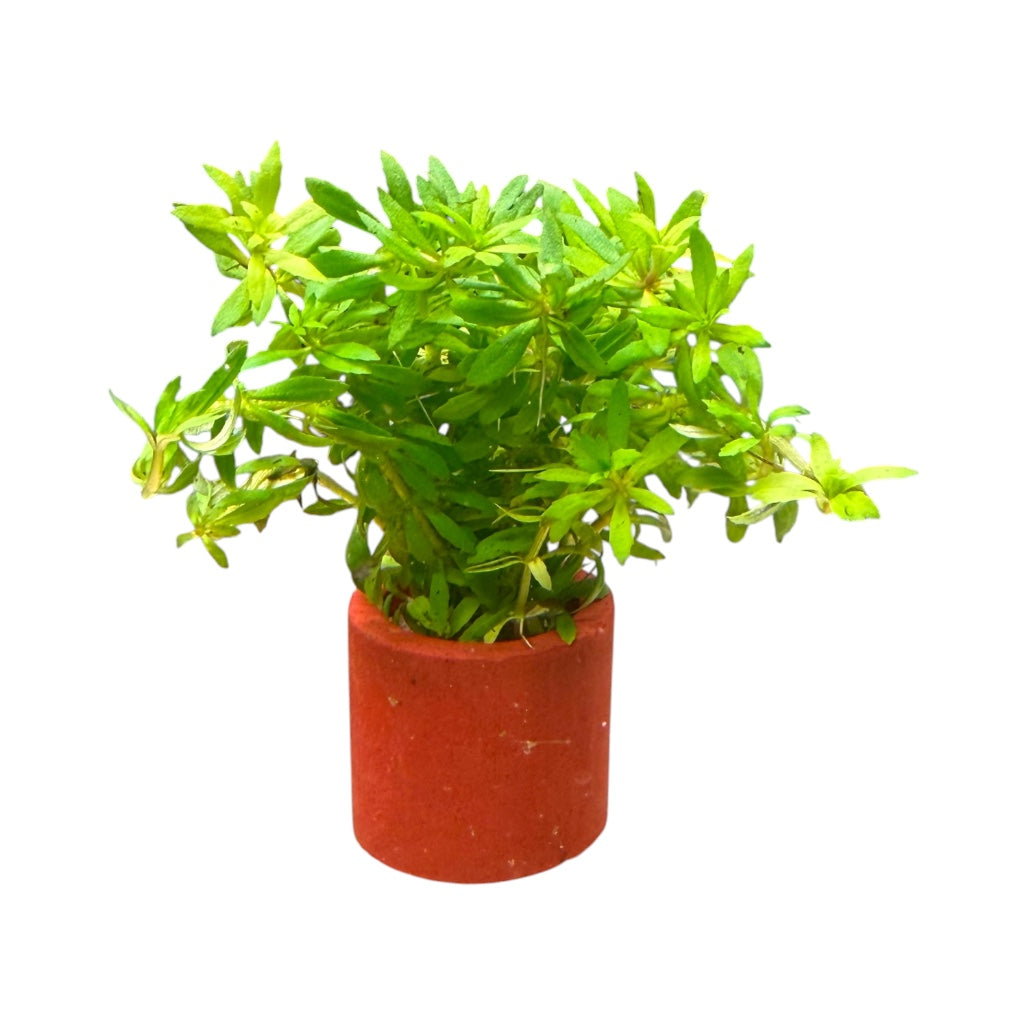 Limnophila Aromatica mini Vietnam