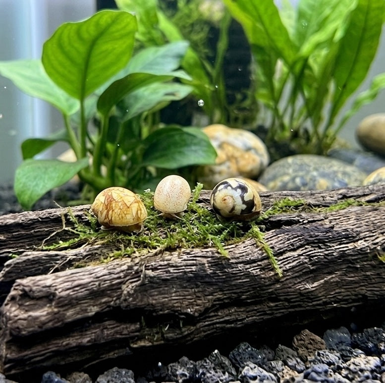 Mini Bumble Bee Nerite Snail