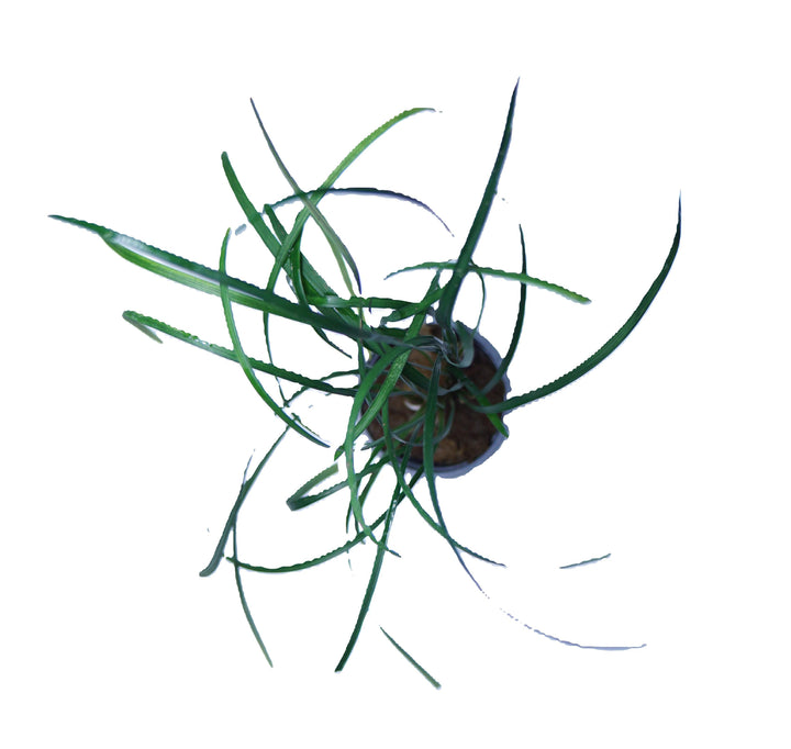 Mondo Grass