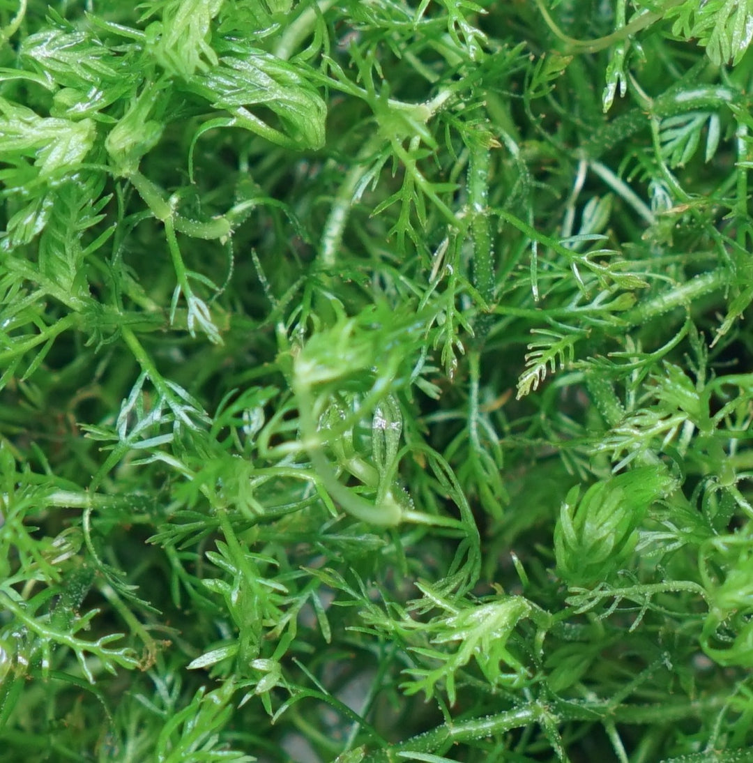 Myriophyllum elatinoides snowflake