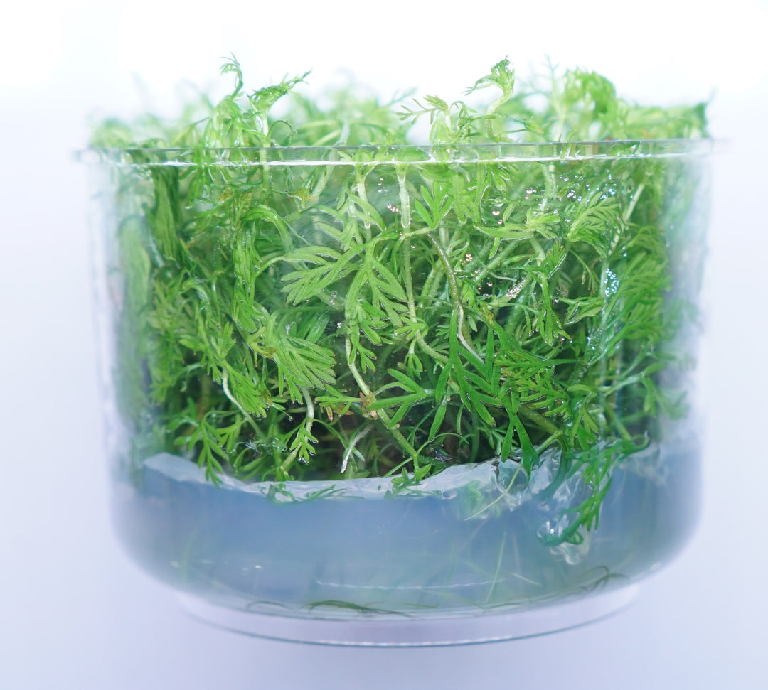 Myriophyllum elatinoides snowflake